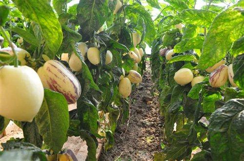 嘉峪关富硒水果(国家富硒水果标准)-硒宝网