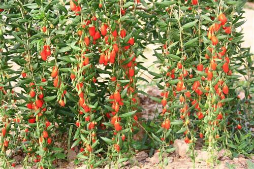 嘉峪关富硒水果(国家富硒水果标准)-硒宝网