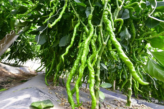 富硒水果西红柿(西红柿水果富硒含量多少)-硒宝网