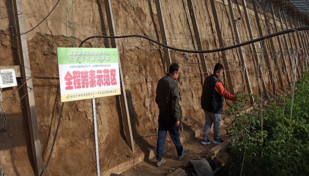 富硒水果西红柿(西红柿水果富硒含量多少)-硒宝网