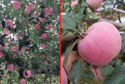 富硒海藻肥蔬菜(海藻肥原料)-硒宝网