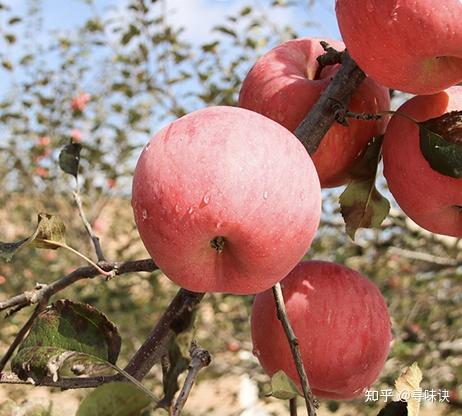 上海 富硒水果(富硒蔬菜水果)-硒宝网