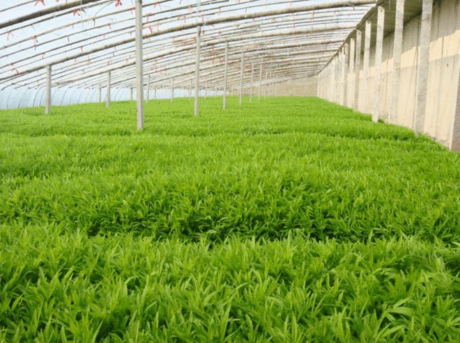 富硒蔬菜咋种的(富硒蔬菜种植技术)-硒宝网