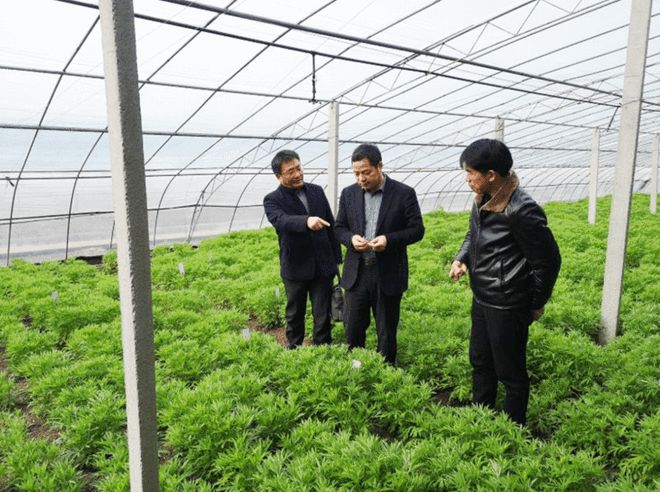 富硒蔬菜咋种的(富硒蔬菜种植技术)-硒宝网