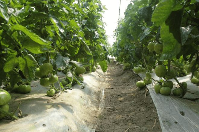 富硒蔬菜咋种的(富硒蔬菜种植技术)-硒宝网