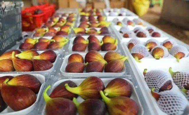 富硒蔬菜佛手瓜（蔬菜佛手瓜的药用价值）-硒宝网