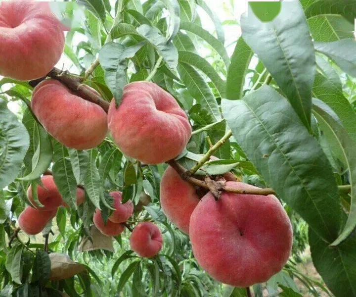 富硒蔬菜佛手瓜（蔬菜佛手瓜的药用价值）-硒宝网