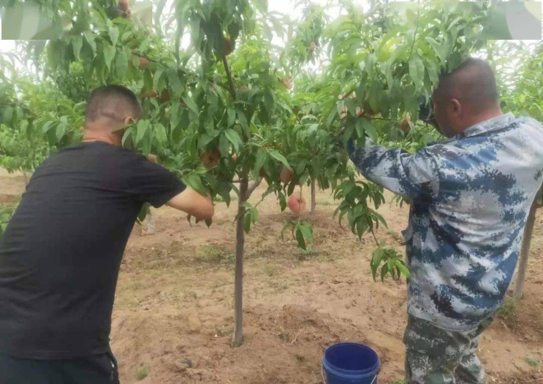 富硒蔬菜佛手瓜（蔬菜佛手瓜的药用价值）-硒宝网