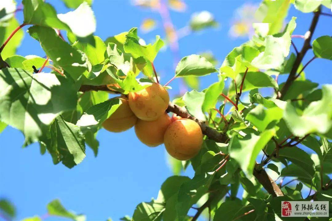 富硒蔬菜佛手瓜（蔬菜佛手瓜的药用价值）-硒宝网