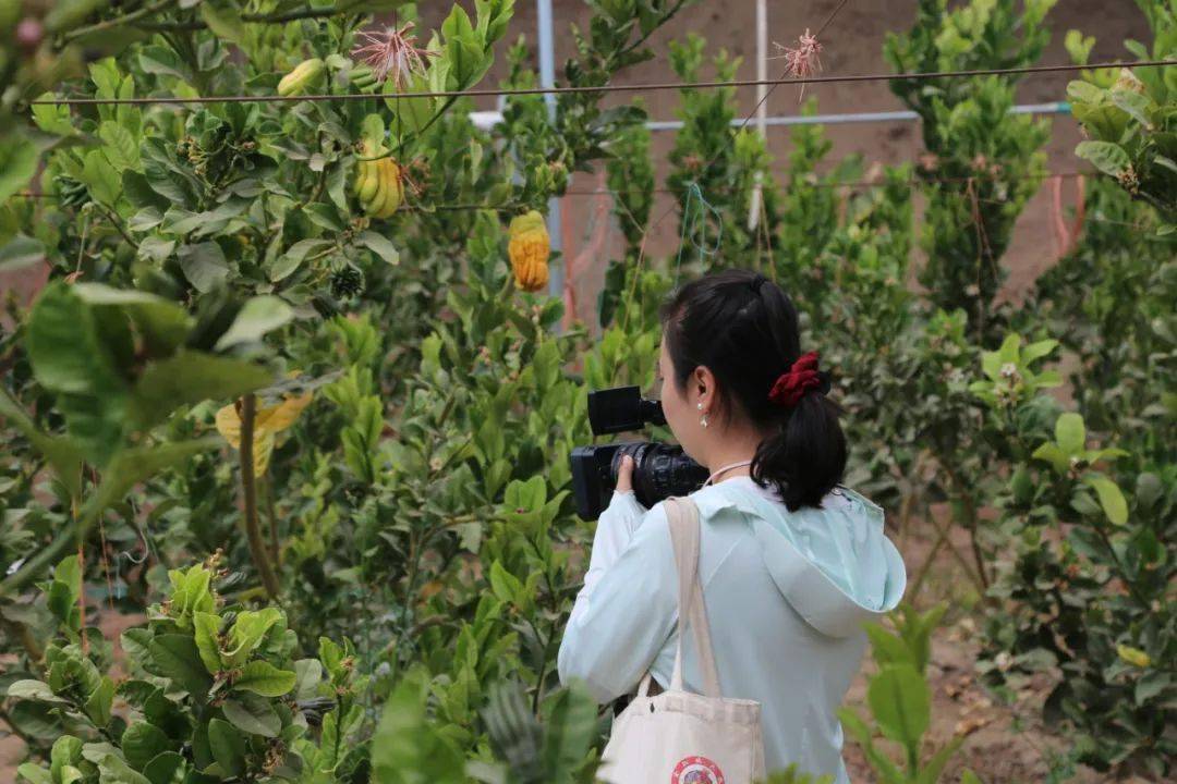 富硒蔬菜佛手瓜（蔬菜佛手瓜的药用价值）-硒宝网