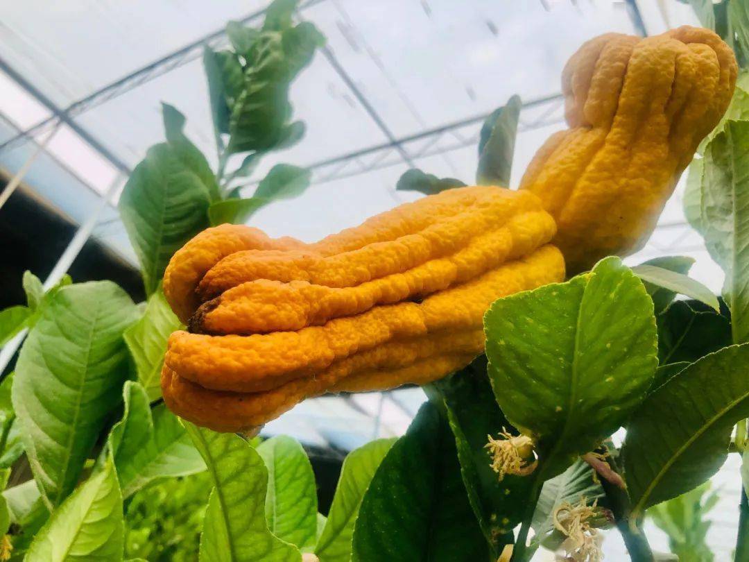 富硒蔬菜佛手瓜（蔬菜佛手瓜的药用价值）-硒宝网