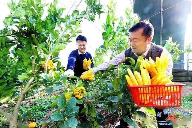 富硒蔬菜佛手瓜（蔬菜佛手瓜的药用价值）-硒宝网