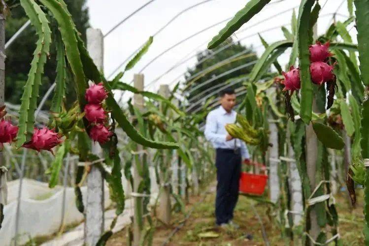 富硒蔬菜佛手瓜（蔬菜佛手瓜的药用价值）-硒宝网