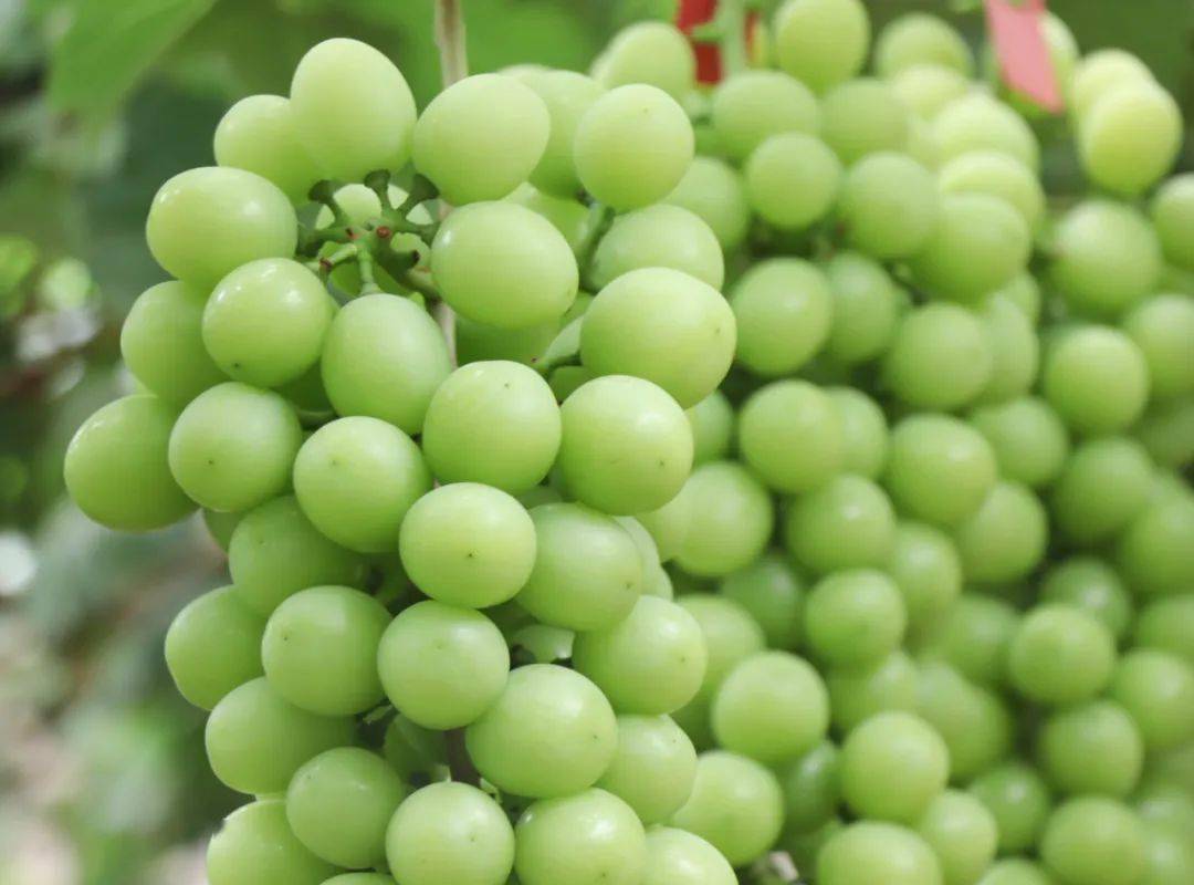 富硒蔬菜佛手瓜（蔬菜佛手瓜的药用价值）-硒宝网