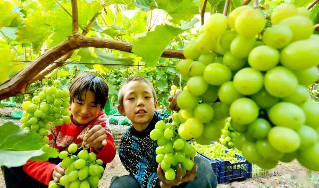 富硒蔬菜佛手瓜（蔬菜佛手瓜的药用价值）-硒宝网