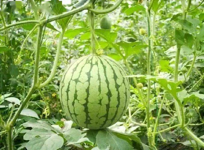 富硒蔬菜佛手瓜（蔬菜佛手瓜的药用价值）-硒宝网