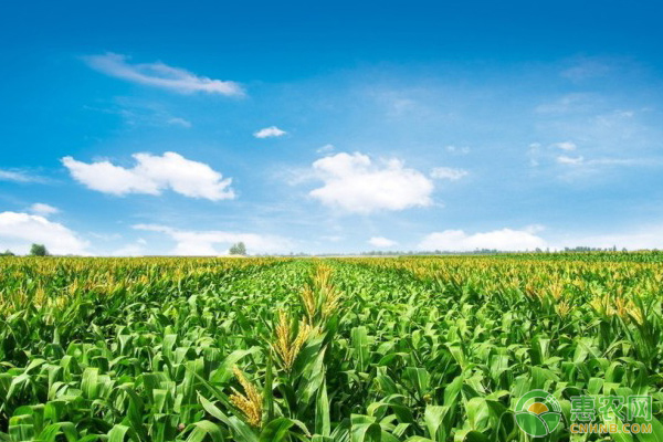 富硒水果怎么种（富硒水果一览表）-硒宝网