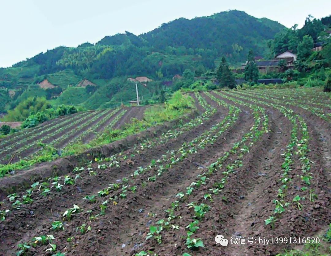 富硒水果的做法（水果做法富硒怎么做）-硒宝网