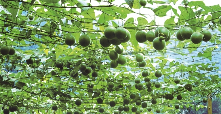 夷陵区富硒水果(富硒大米真的富硒吗)-硒宝网