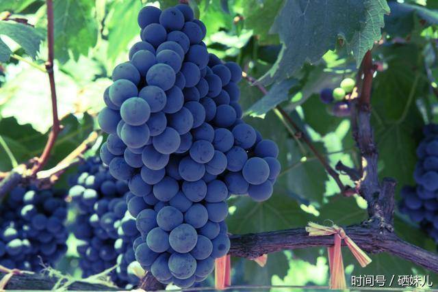 富硒水果和内脏（富硒类蔬菜水果）-硒宝网