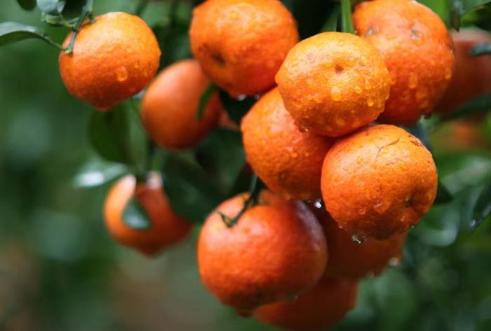 富硒土种植水果(富硒土壤适合种什么经济作物)-硒宝网