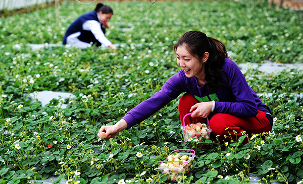 富硒水果 种植（水果种植富硒的好处）-硒宝网