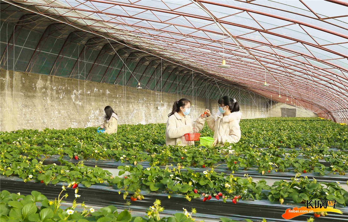 富硒水果 种植（水果种植富硒的好处）-硒宝网