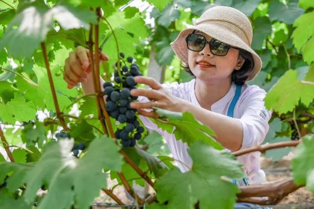 富硒水果 种植（水果种植富硒的好处）-硒宝网