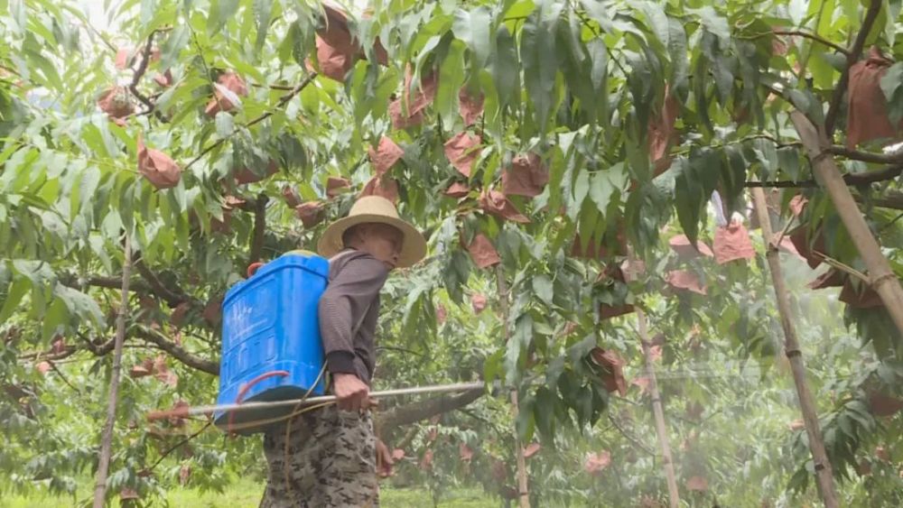 富硒蔬菜种植园(富硒蔬菜是不是非法集资)-硒宝网