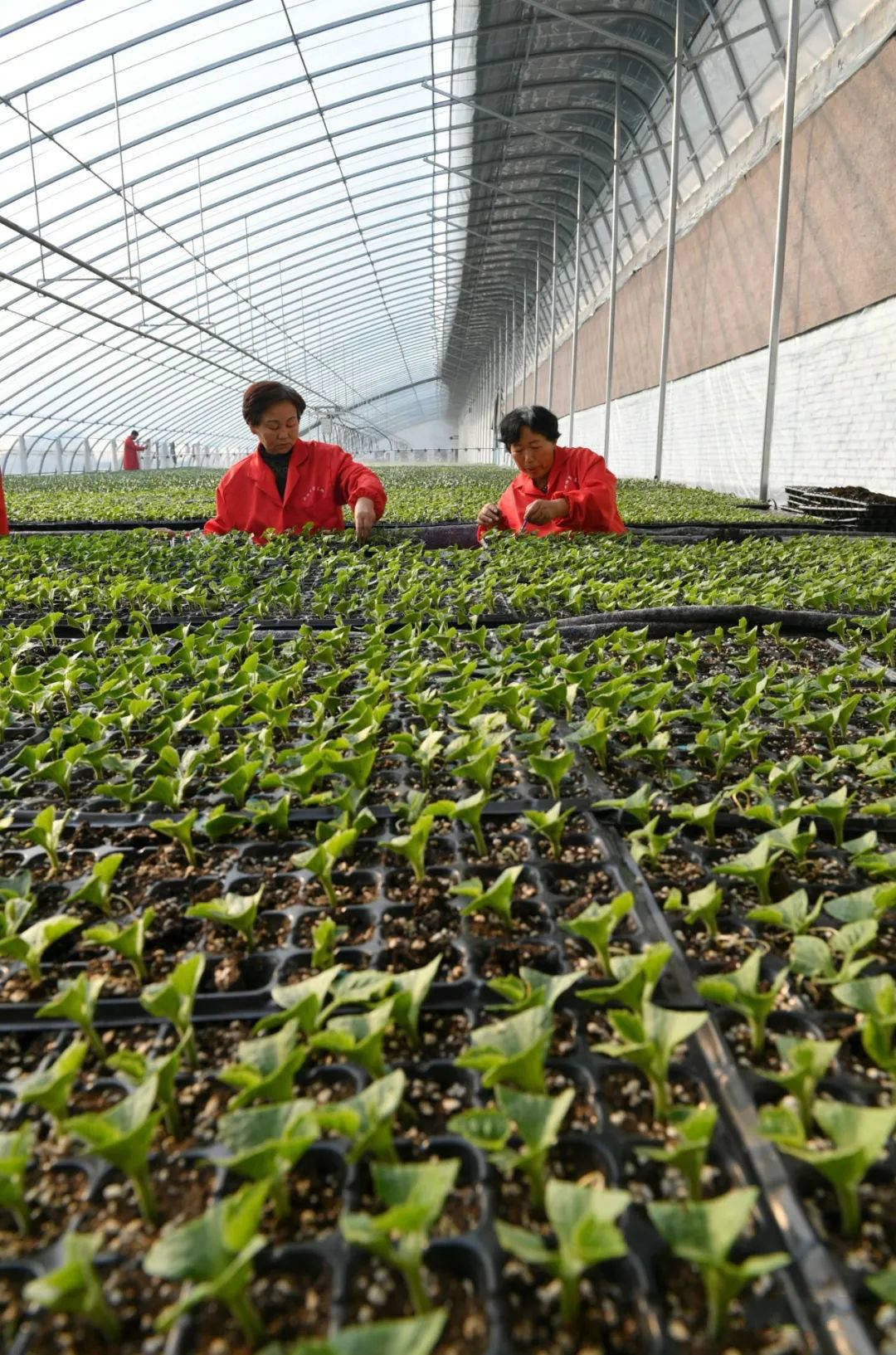 滨州富硒水果苗（富硒大米真的富硒吗）-硒宝网