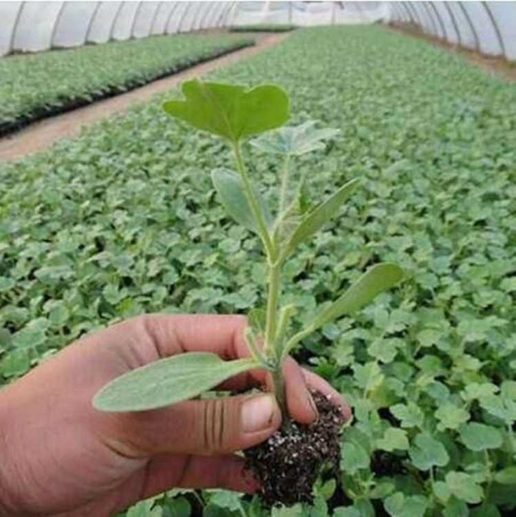 滨州富硒水果苗（富硒大米真的富硒吗）-硒宝网