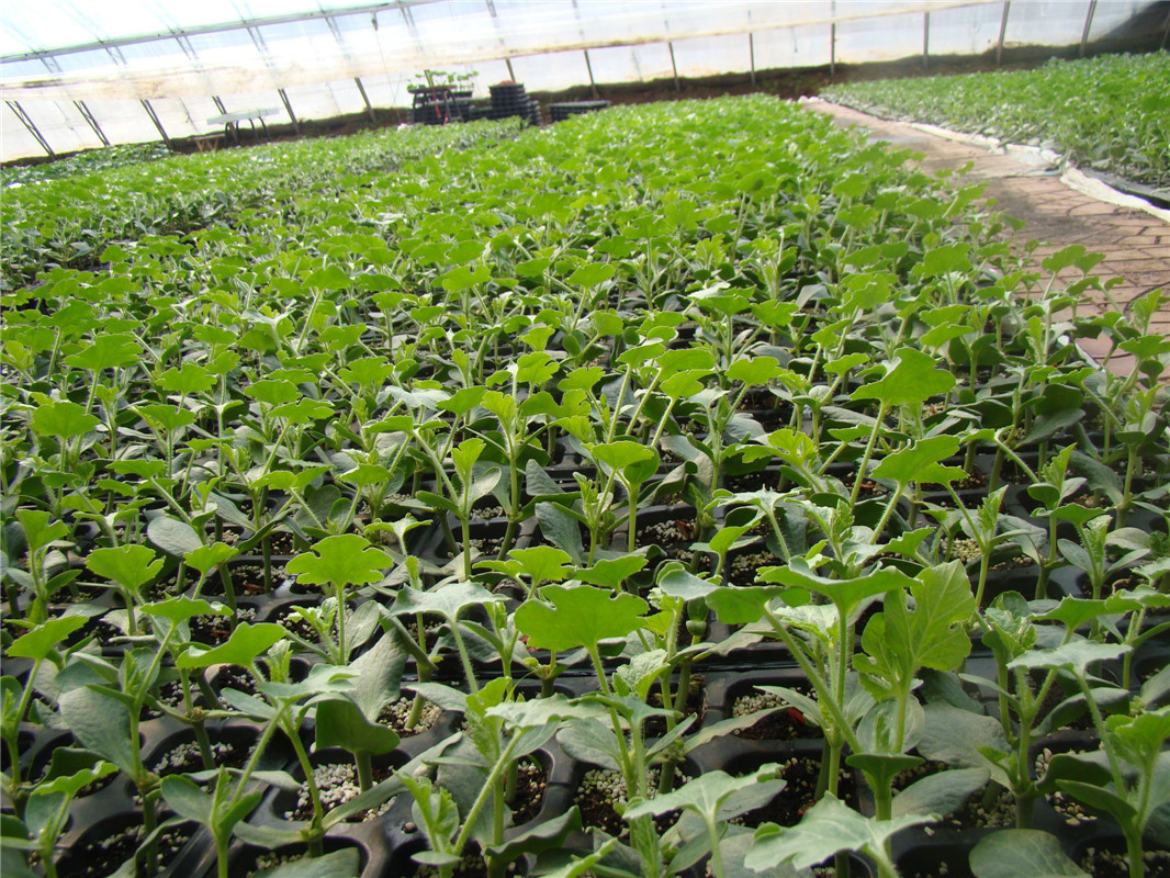 滨州富硒水果苗（富硒大米真的富硒吗）-硒宝网