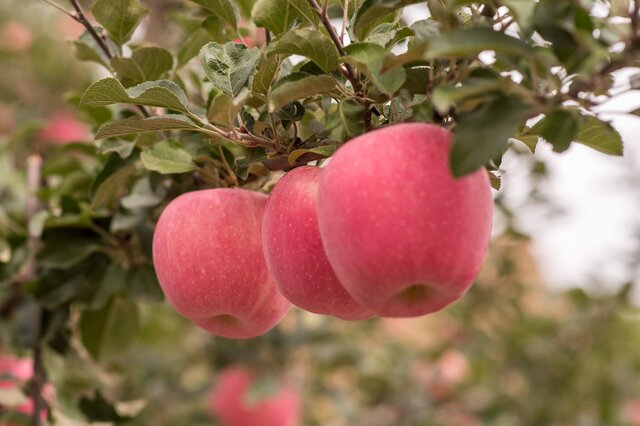 富硒土种植水果(富硒苹果种植技术)-硒宝网