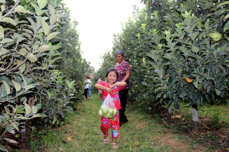 桓台富硒水果树(富硒水果种植技术)-硒宝网