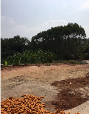 广西富硒米水果(富硒水果前十名)-硒宝网