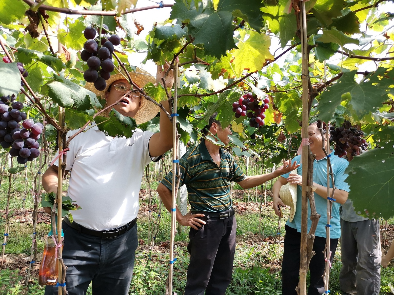 加拿大富硒水果（加拿大水果富硒吗）-硒宝网