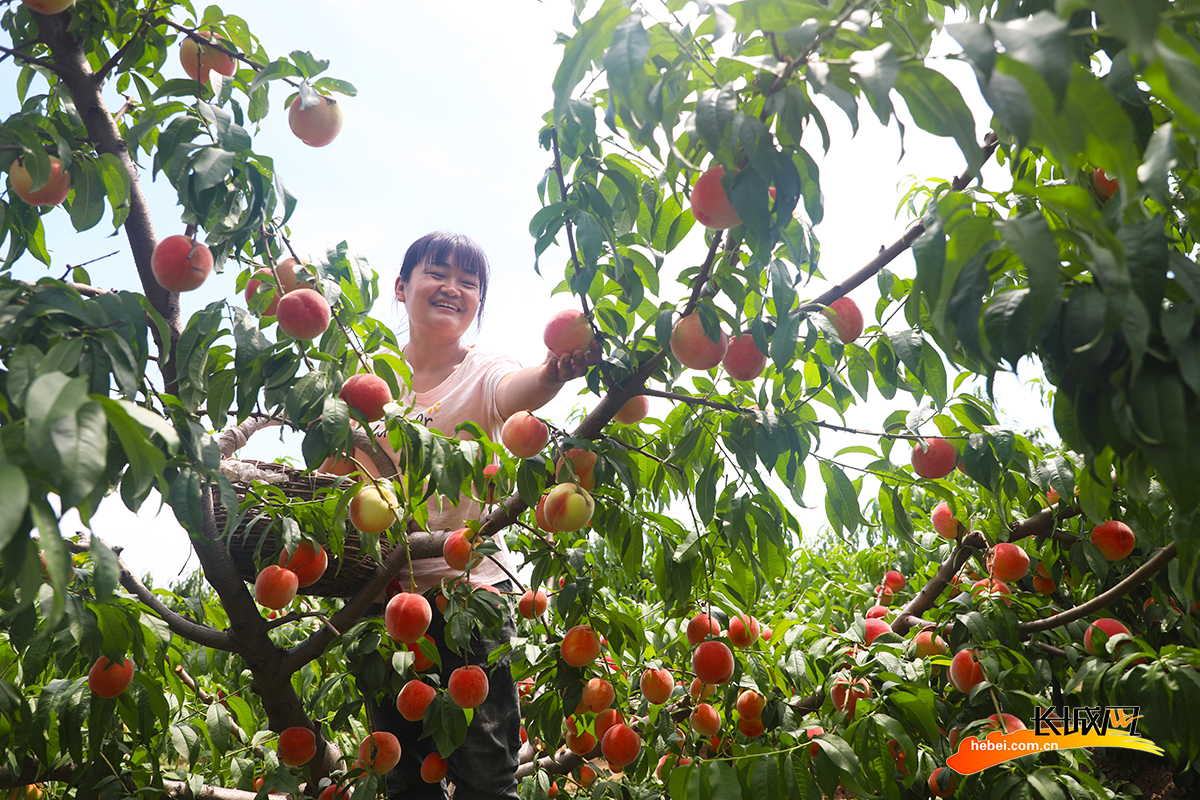 桓台富硒水果树（富硒水果前十名）-硒宝网