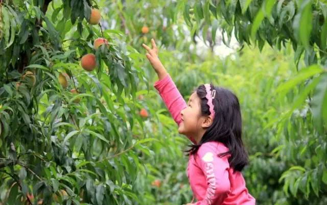 桓台富硒水果树（富硒水果前十名）-硒宝网