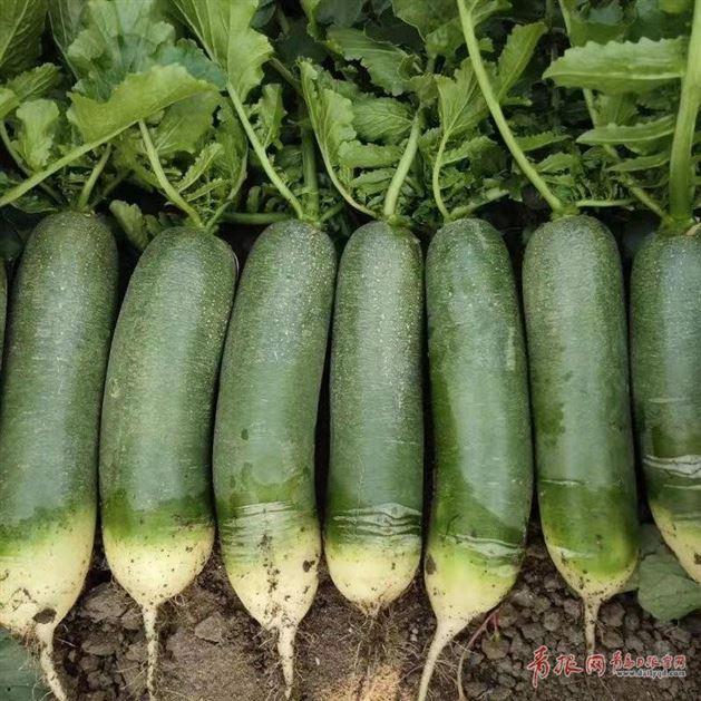 富硒水果红萝卜（萝卜水果红富硒怎么吃）-硒宝网