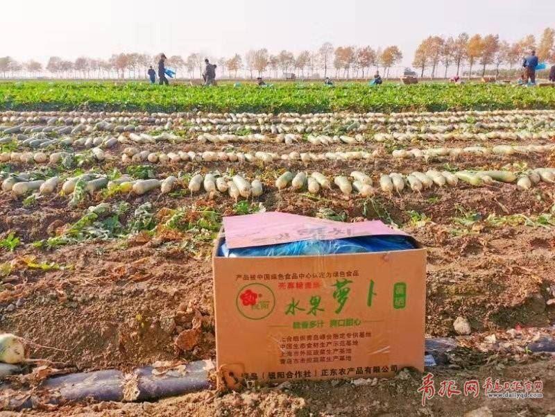 富硒水果红萝卜（萝卜水果红富硒怎么吃）-硒宝网