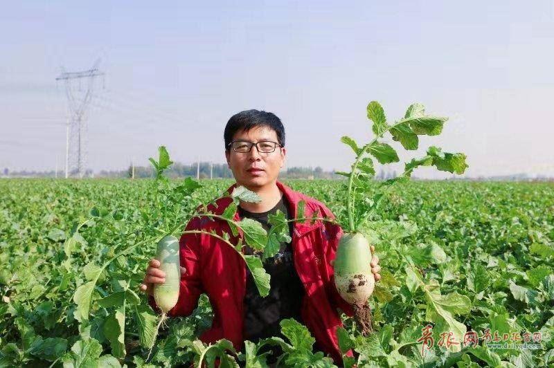 富硒水果红萝卜（萝卜水果红富硒怎么吃）-硒宝网