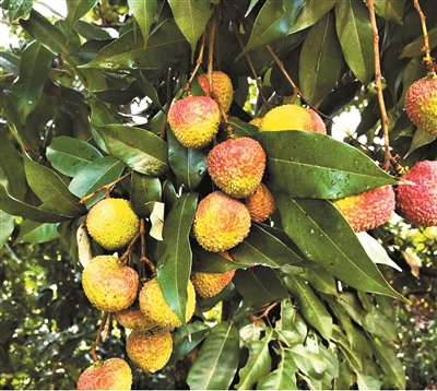 富硒水果的现状(富硒对水果的作用如何)-硒宝网