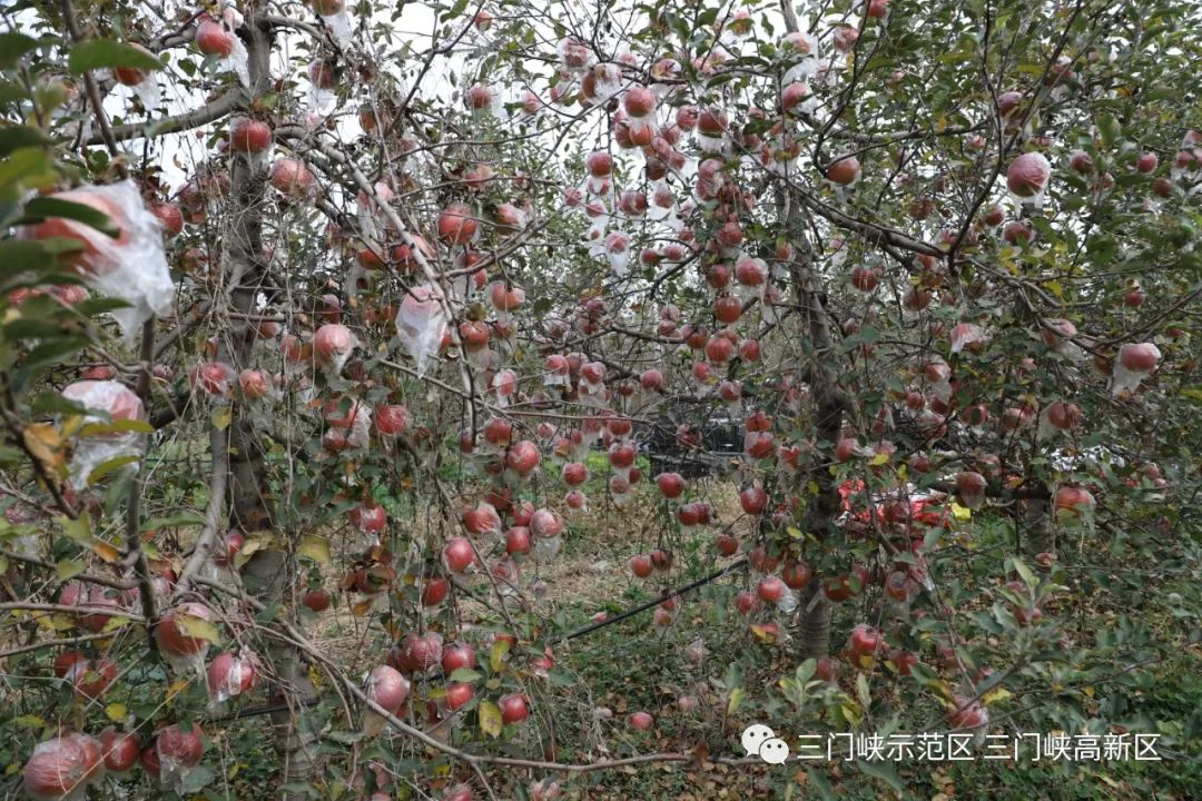 富硒水果的未来（水果富硒标准）-硒宝网