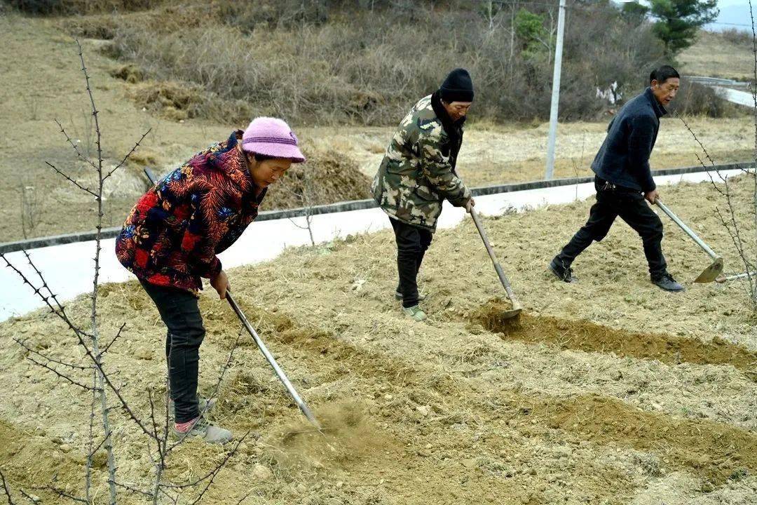 富硒水果树价格(富硒水果标准)-硒宝网