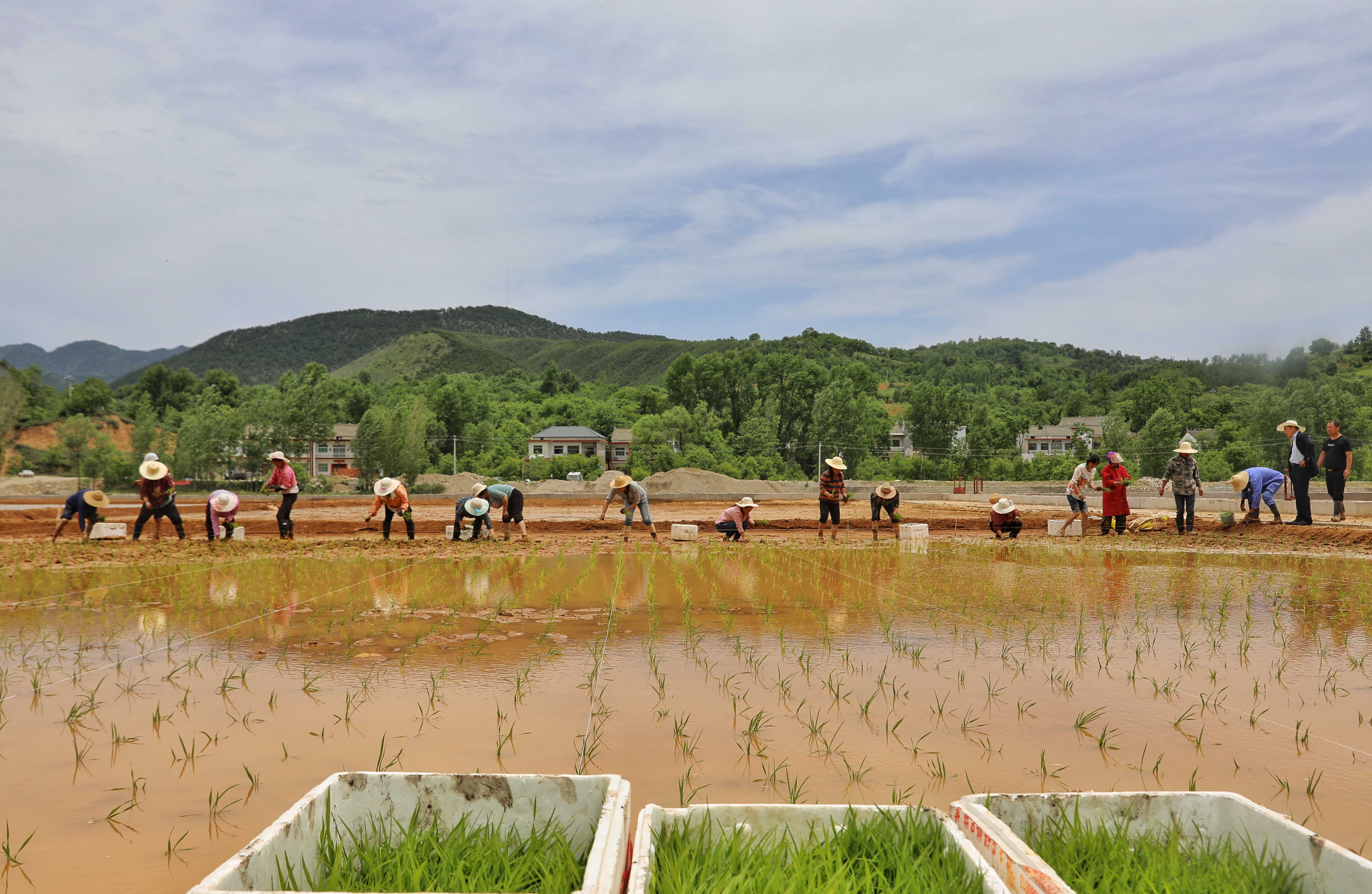 富硒水果树价格(富硒水果标准)-硒宝网