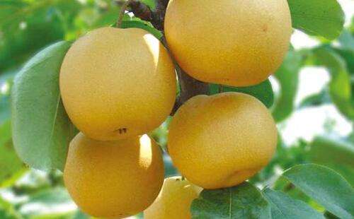 富硒梨水果批发(梨副产品)-硒宝网