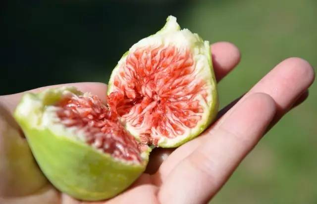 无花果富硒水果(水果无花果富硒含量多少)-硒宝网