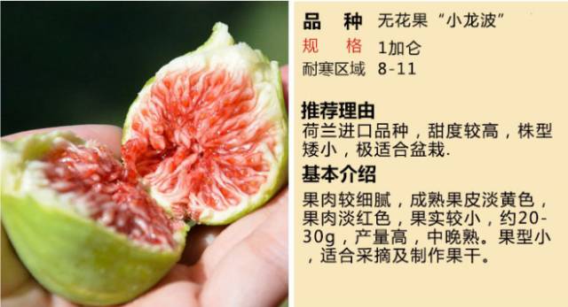 无花果富硒水果(水果无花果富硒含量多少)-硒宝网