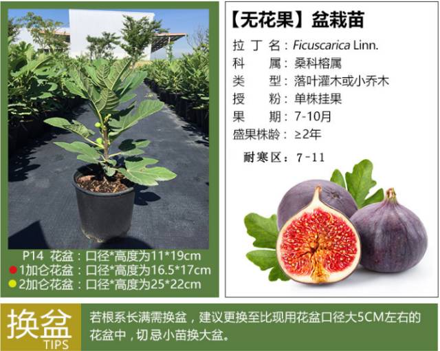 无花果富硒水果(水果无花果富硒含量多少)-硒宝网