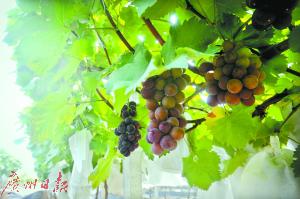 张店富硒水果树(富硒水果一览表)-硒宝网